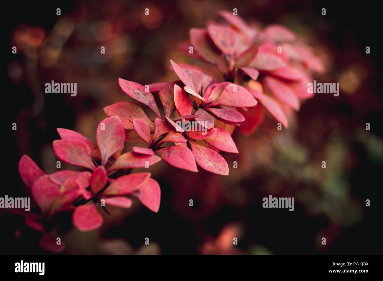 Eine Niederlassung eines Bush einer berberitze mit roten Blättern. Im Herbst, die Natur nimmt auf einer reizenden Erscheinung. Stockfoto