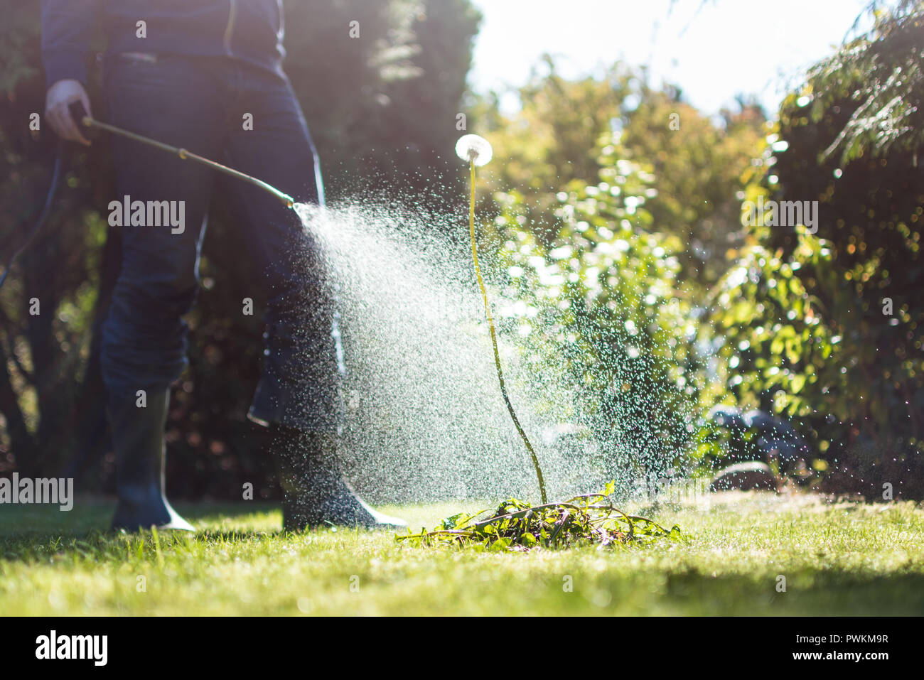 Spritzen Unkraut im Garten Stockfoto