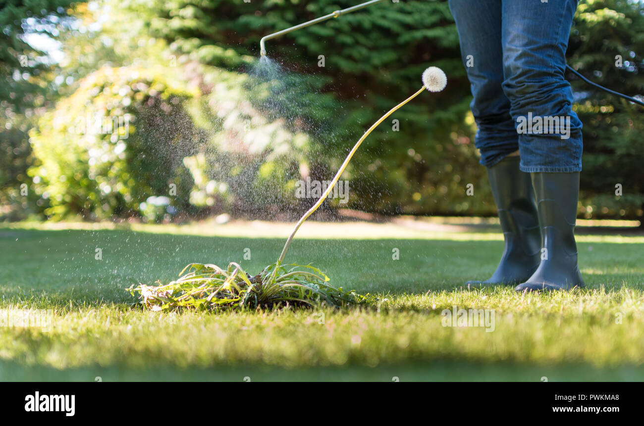 Spritzen Unkraut im Garten Stockfotografie Alamy