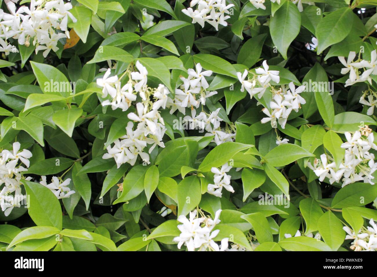 Kleine Weiße Blüten Stockfotos und bilder Kaufen Alamy