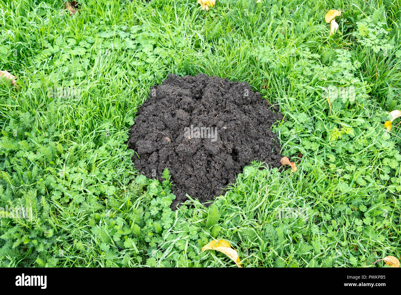 Maulwurfshügel im Rasen Stockfoto