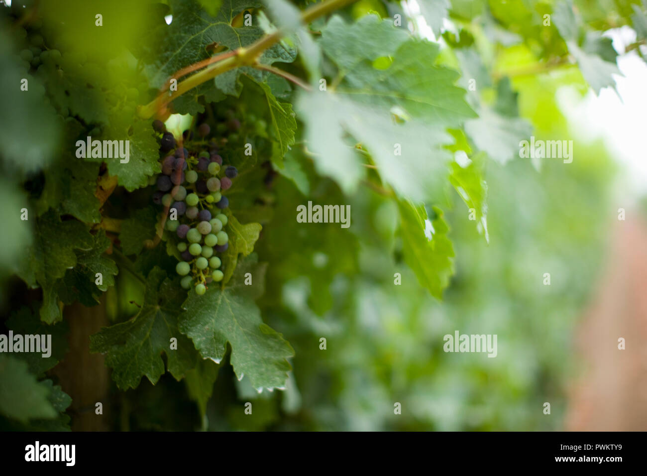 Trauben auf Reben im Weinberg Stockfoto