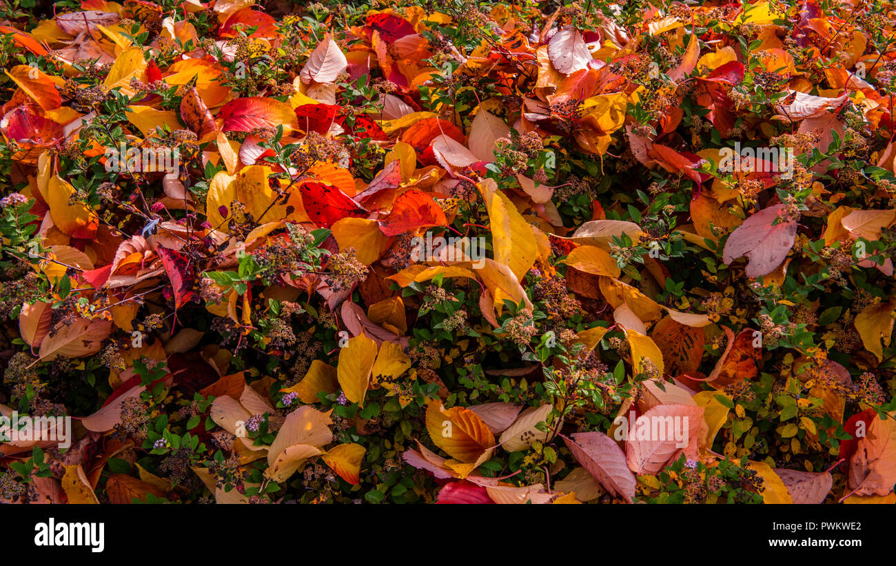 Laub im Herbst aus dem japanischen Cherrytree auf die noch grünen Blätter und Blüte der Fabrikantenvilla japonica 'Nana' oder Zwerg Japanische spirea. Stockfoto