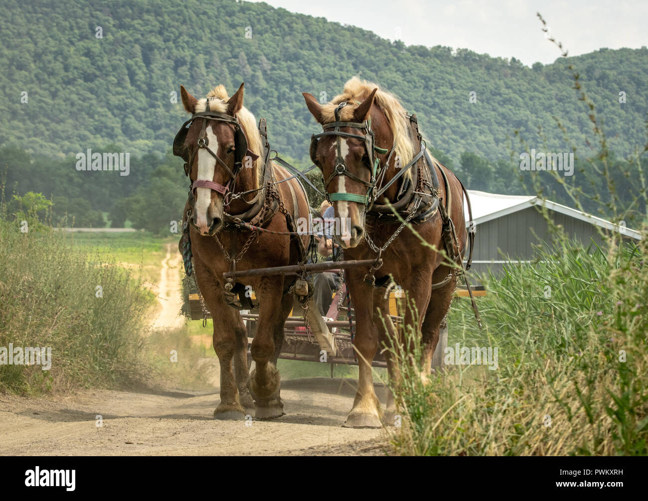 Zwei Pferde ziehen einen Wagen in der Farm Lane. Stockfoto