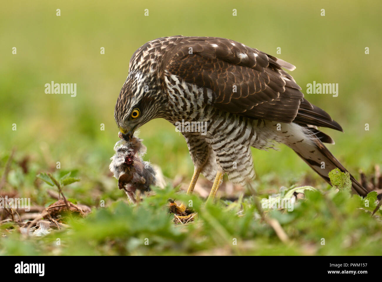 Sperber Stockfoto