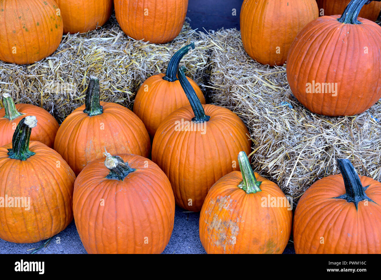 Große Kürbisse auf Heu querhölzer Display für Herbst und im Herbst feiern wie Thanksgiving und Halloween, USA Stockfoto