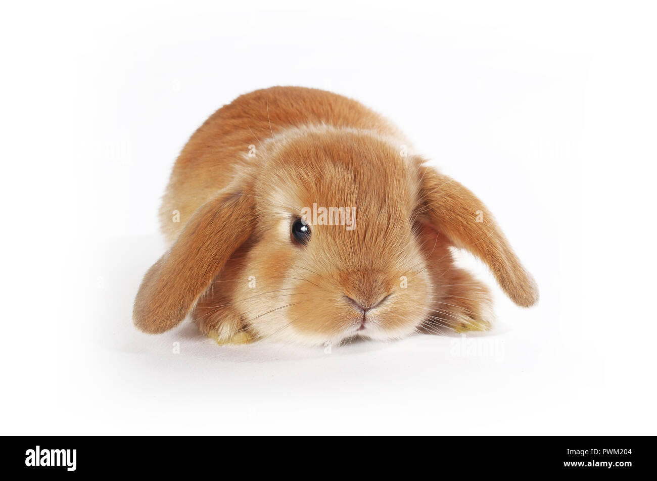 Cute bunny Baby Kaninchen lop Kit. Neugeborene Hasen. Niedlich. Stockfoto