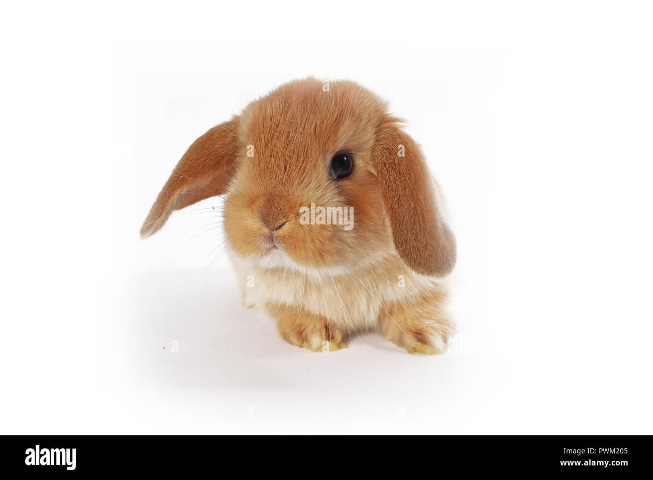 Cute bunny Baby Kaninchen lop Kit. Neugeborene Hasen. Niedlich. Stockfoto