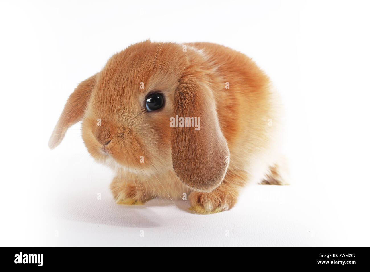 Cute bunny Baby Kaninchen lop Kit. Neugeborene Hasen. Niedlich. Stockfoto