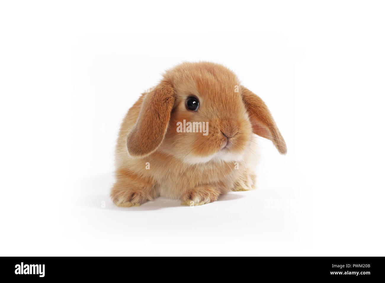 Cute bunny Baby Kaninchen lop Kit. Neugeborene Hasen. Niedlich. Stockfoto