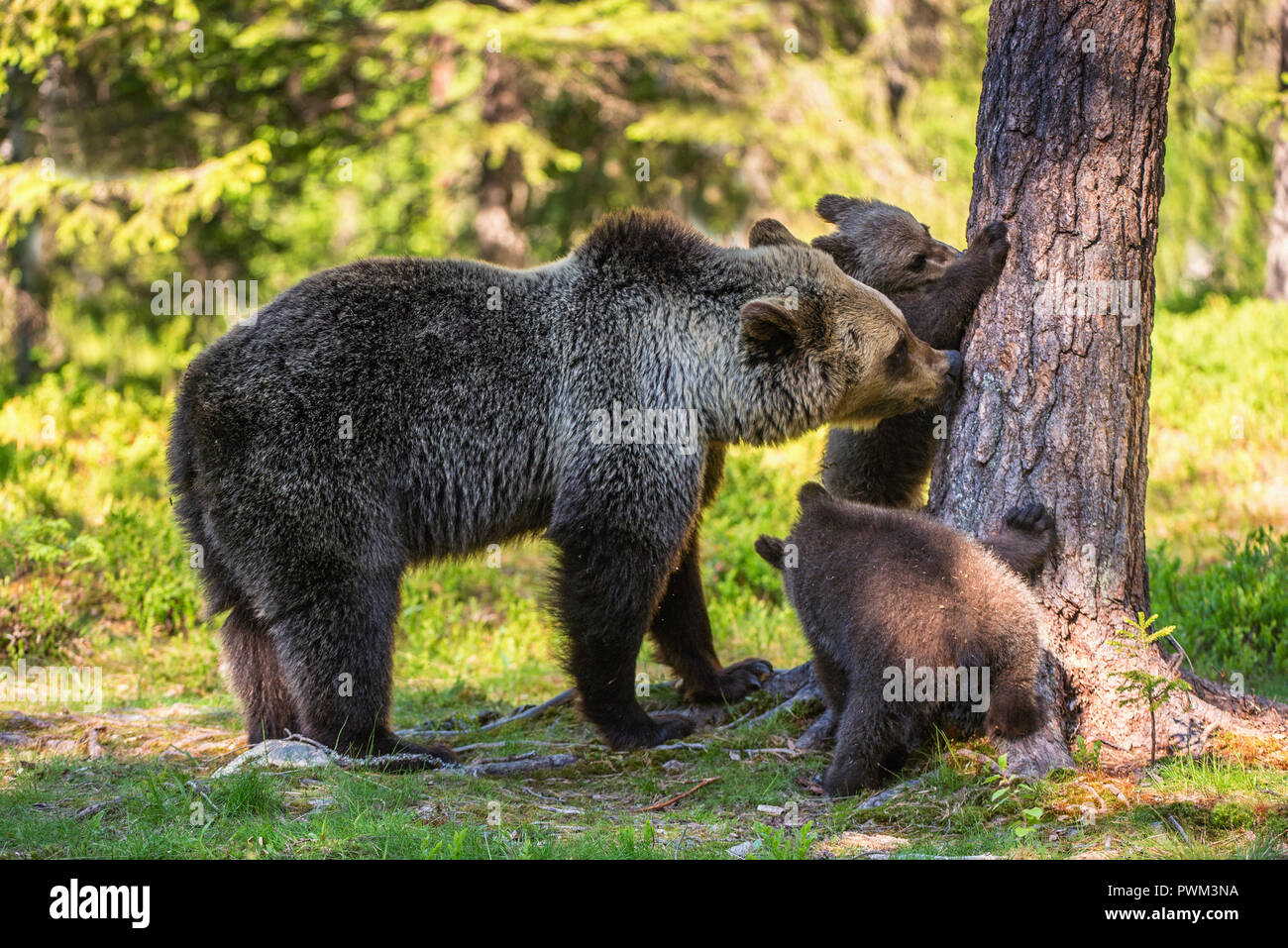 She-Bear und Jungen. Braunbär. Wissenschaftlicher Name: Ursus arctos Arctos. Im Sommer Wald. Natürlicher Lebensraum. Stockfoto