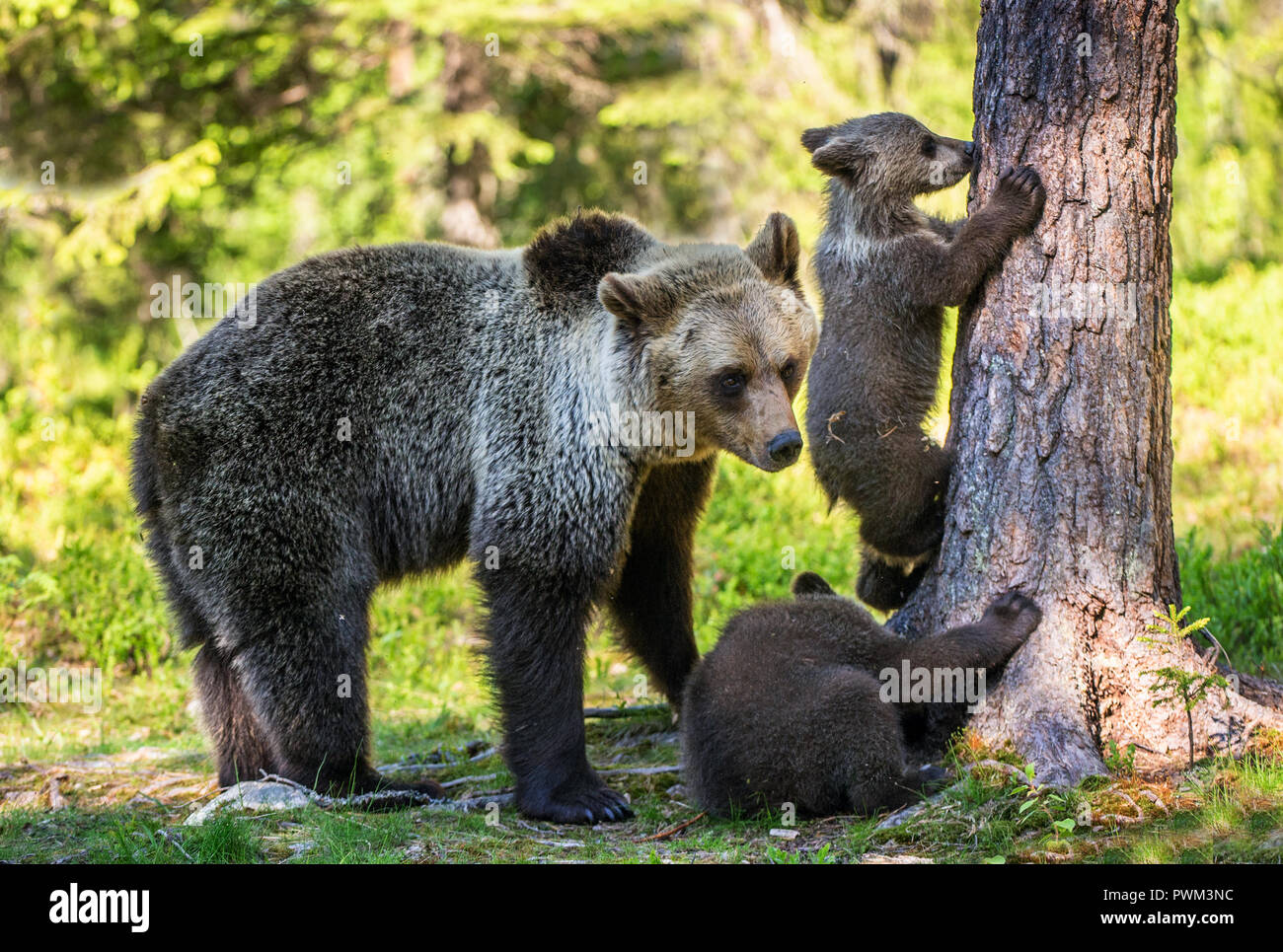 She-Bear und Jungen. Braunbär. Wissenschaftlicher Name: Ursus arctos Arctos. Im Sommer Wald. Natürlicher Lebensraum. Stockfoto