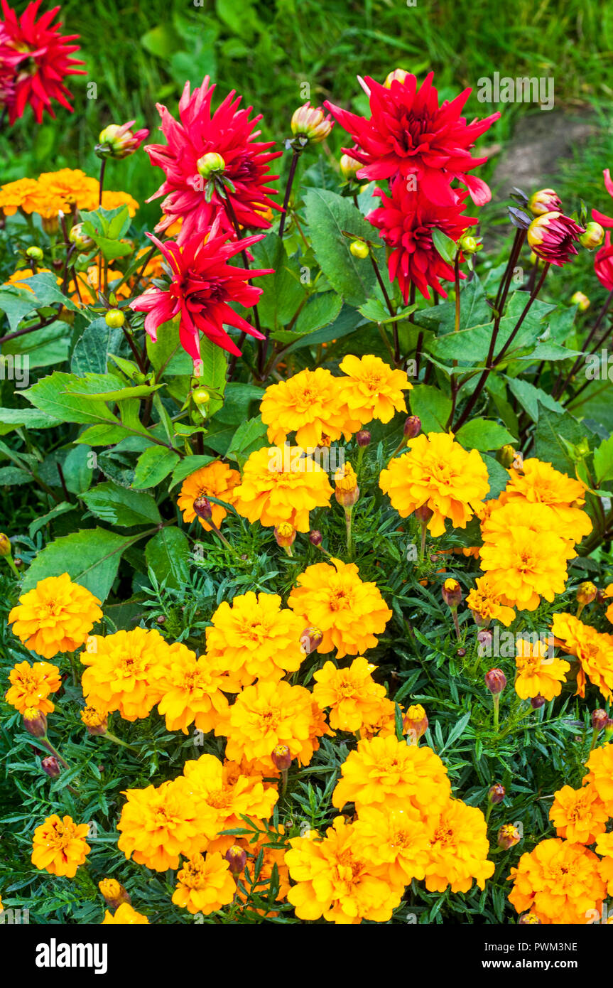 Tagetes Safari Gelb in Blumenbeet mit Red Pygmy cactus Dahlien hinter Stockfoto