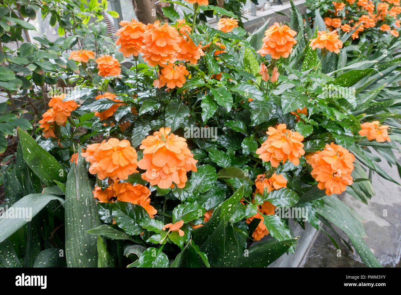 Feuerwerkskörper Blume (Crossandra infundibuliformis) in voller Blüte Stockfoto