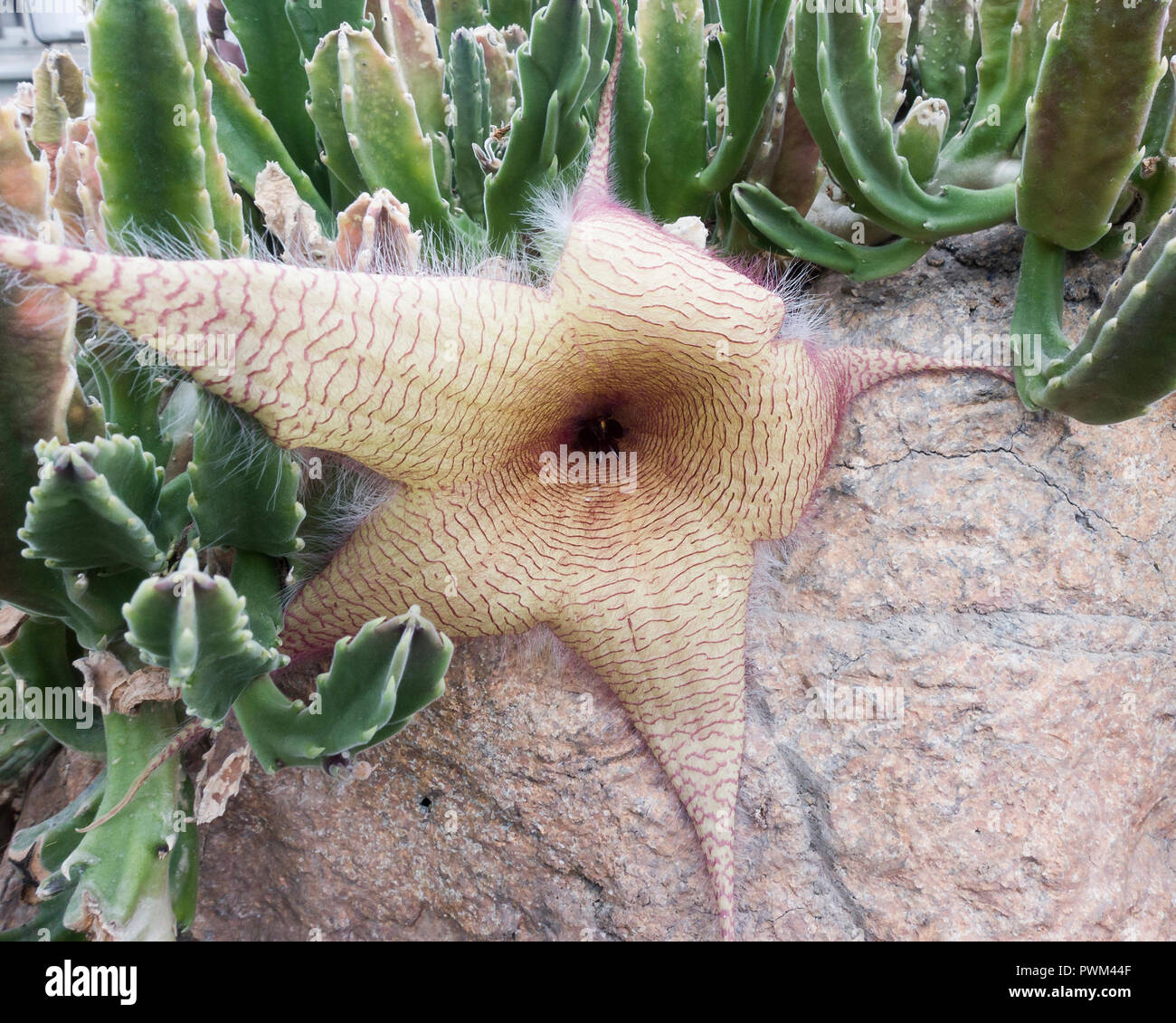 Aas Pflanze, aka starfish Blume oder Seesterne Kaktus (Cynanchum laeve) Blüte Stockfoto