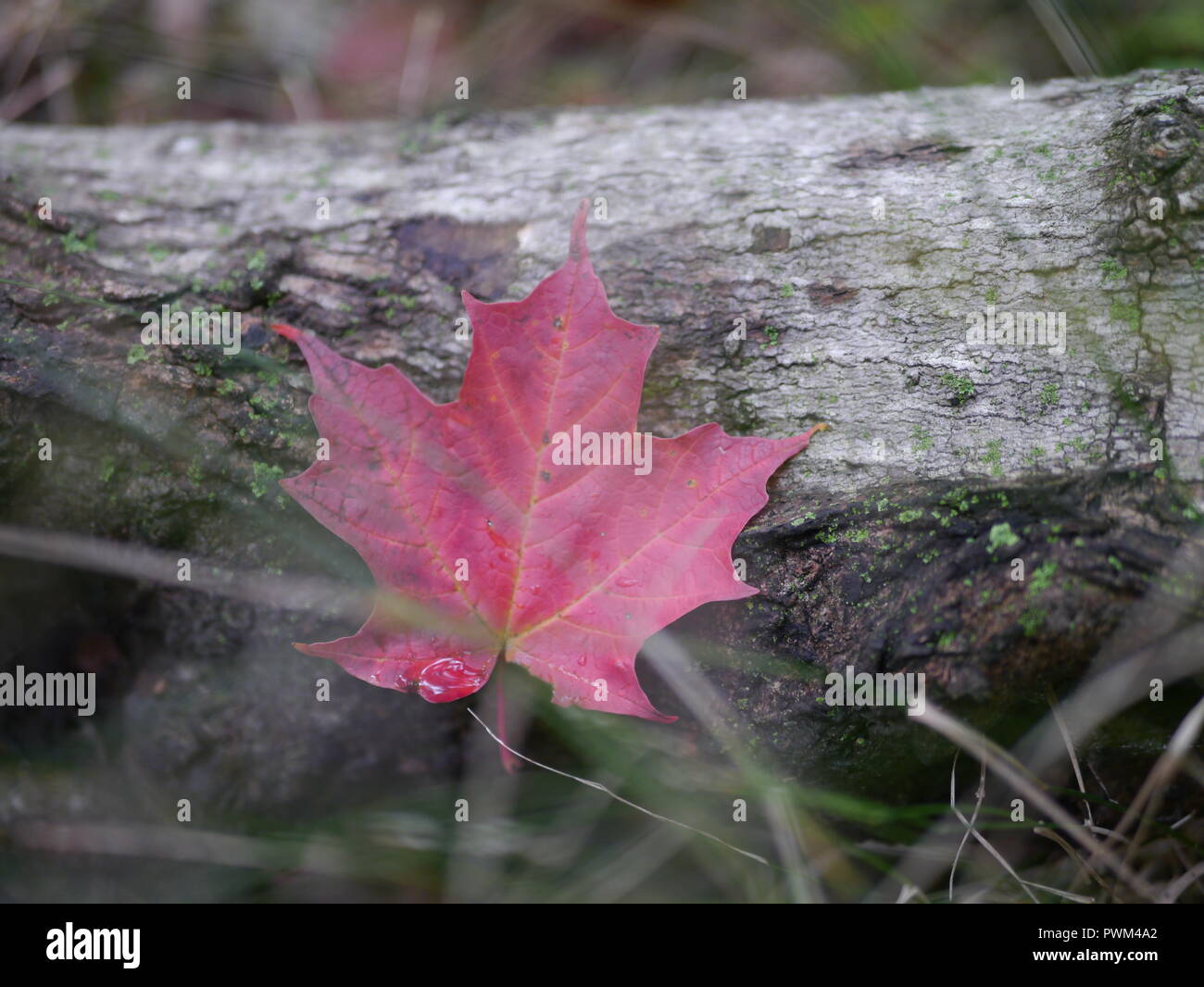 Red Maple Leaf Stockfoto