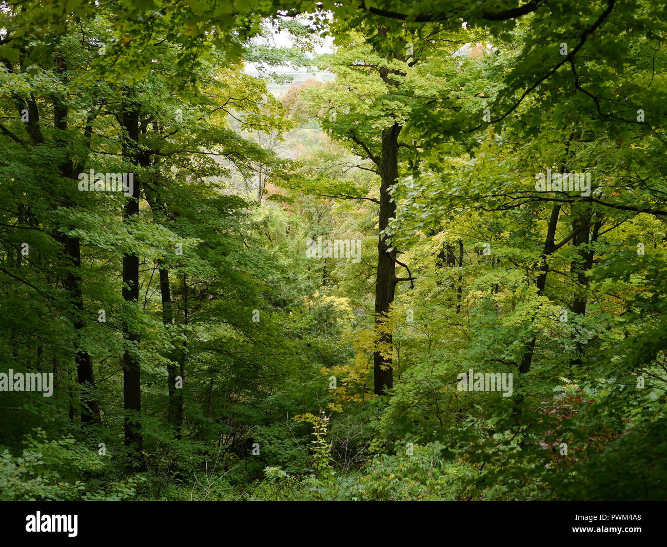 Laubwald Wanderung Stockfoto