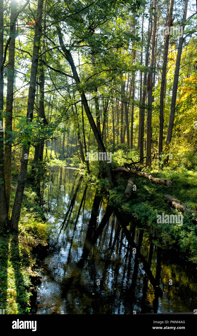 Herbst Wald. Bäume sind im Wasser, in den Wald strömen in die Tucheler Heide in Polen, in Europa wider. Stockfoto