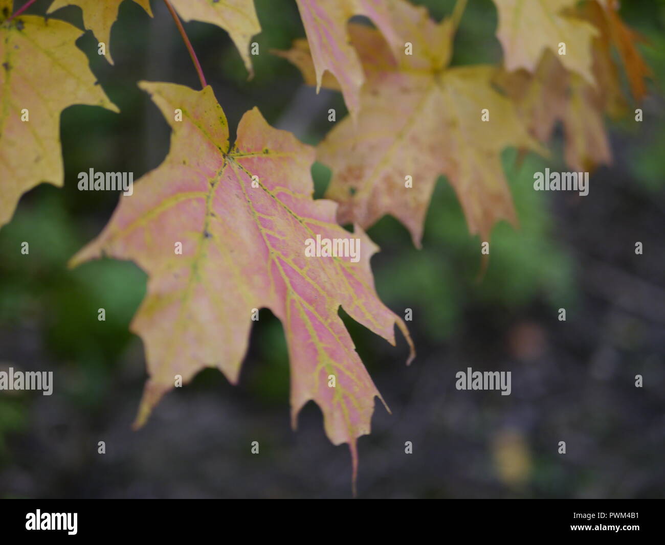 Herbst-Ahorn-Blätter Stockfoto