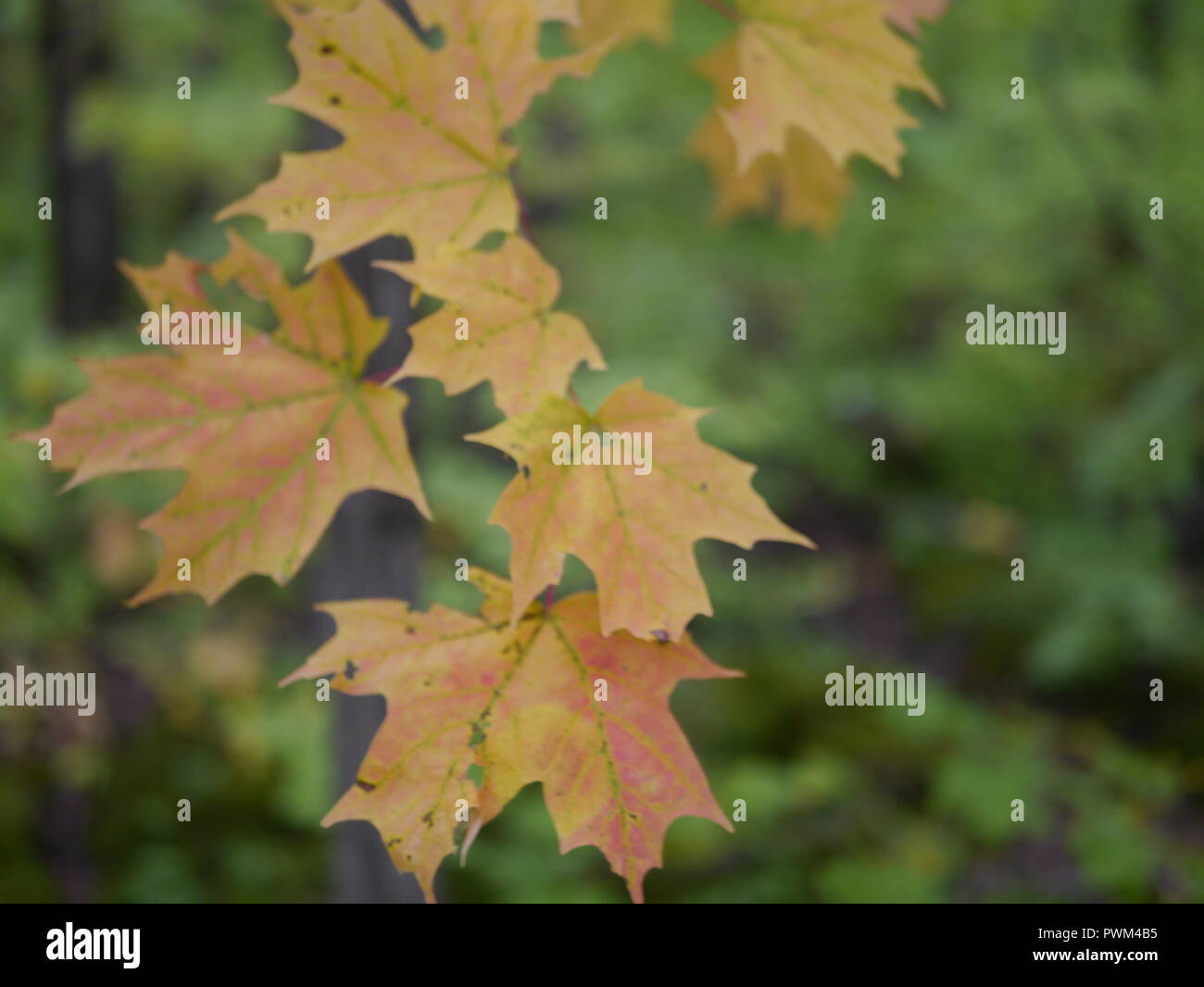 Orange Maple Leaves Stockfoto