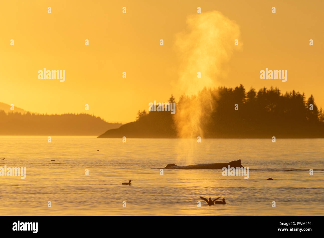 Buckelwale (Megaptera novaeangliae) Reisen in Weynton Passage aus Kormoran und Vancouver Island, erste Nationen Gebiet, British Columbia, C Stockfoto