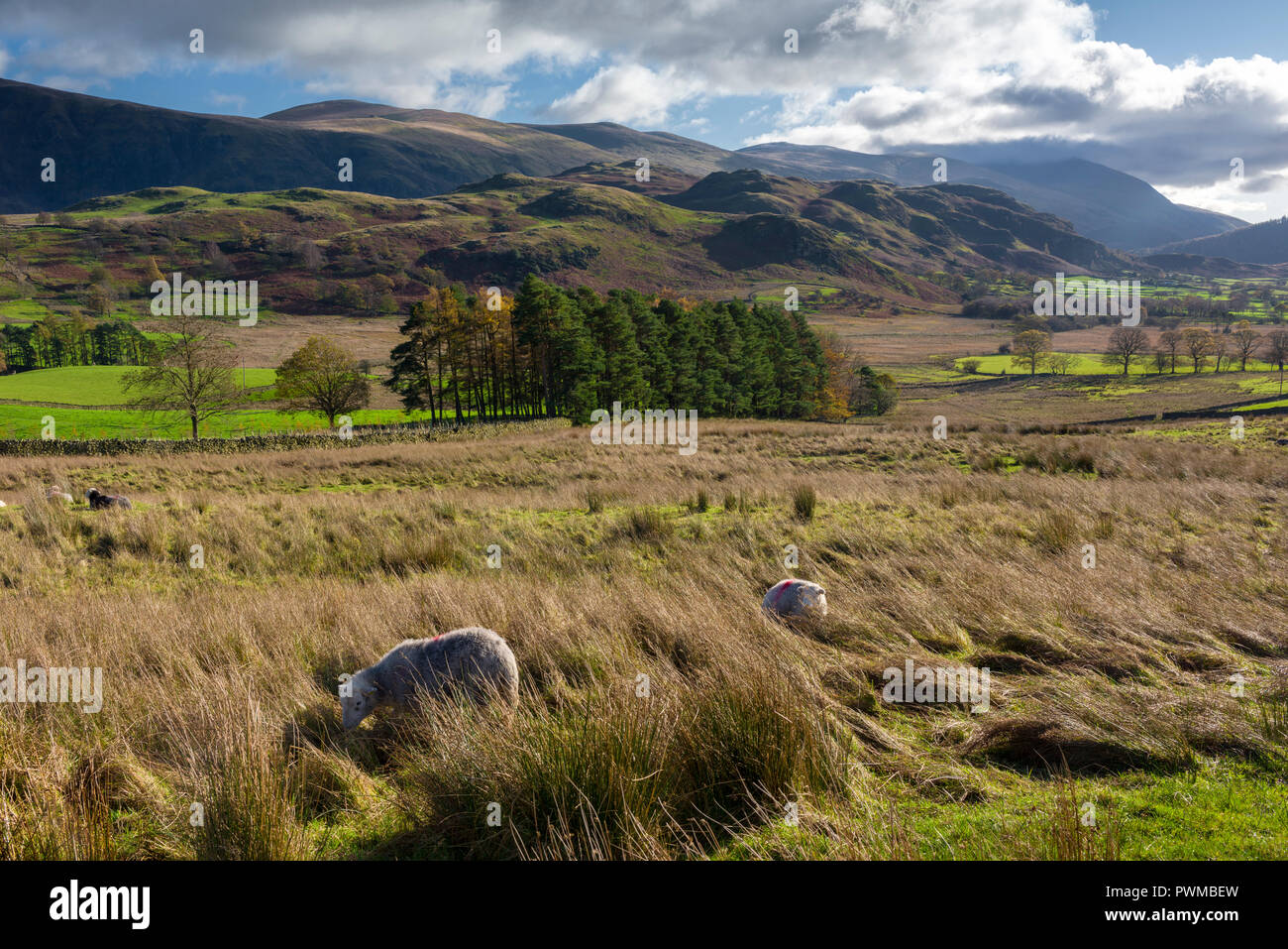 Dale unten Tal mit hohen Rigg und Matterdale gemeinsamen Jenseits im englischen Lake District National Park, Cumbria, England. Stockfoto