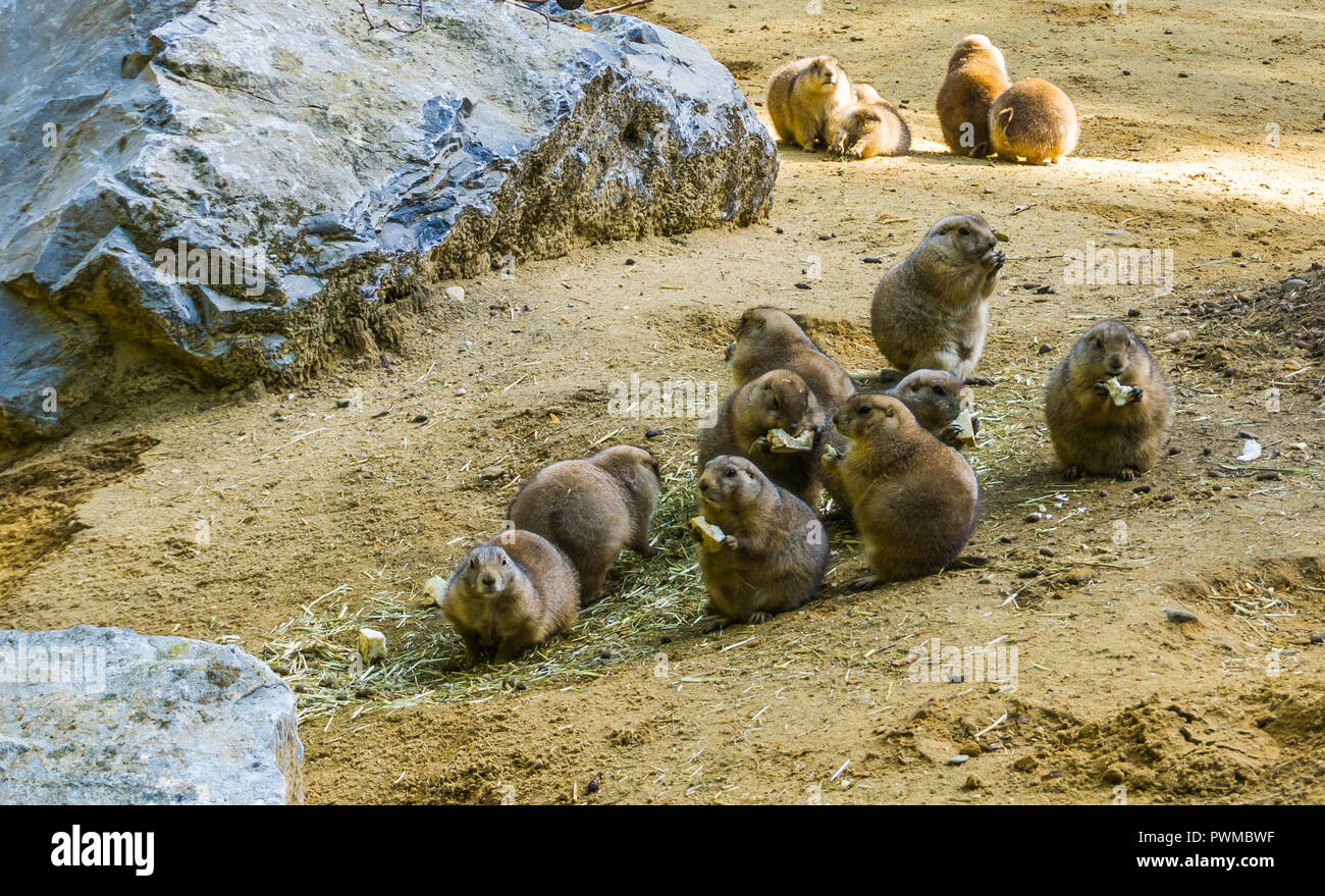 Adorable Nagetier Tier Familien portrait einer Gruppe von kleinen niedlichen Präriehunde zusammen essen in einem sandigen Landschaft Stockfoto