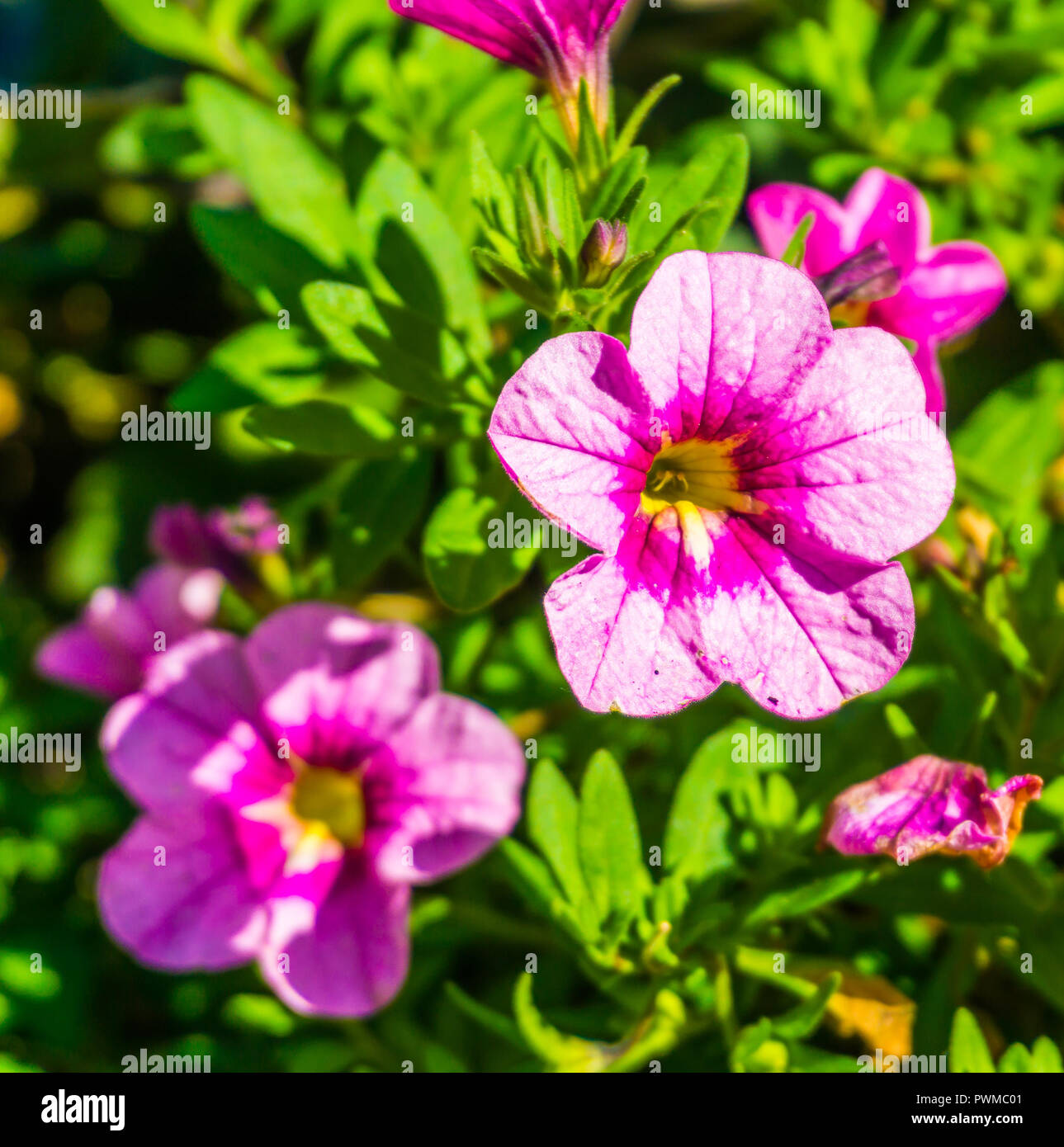 Rosa und Lila blühenden violette Blume botanischen Makro Nahaufnahme Stockfoto