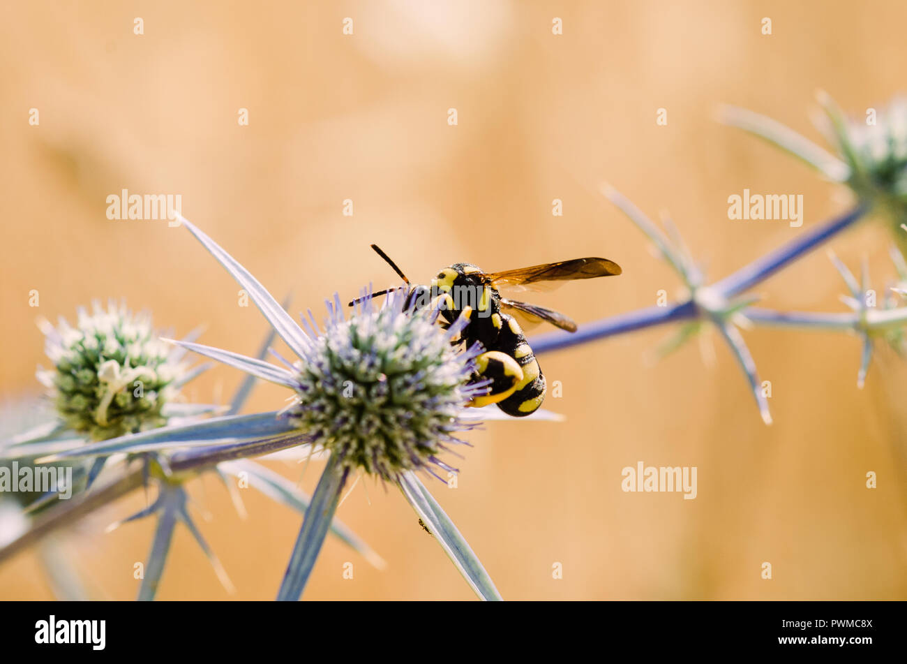 Nahaufnahme, Fotografie, gelb, orange und schwarz Biene Insekt mit grünen und lila Blüten, klare Hintergrund und Bokeh Stockfoto