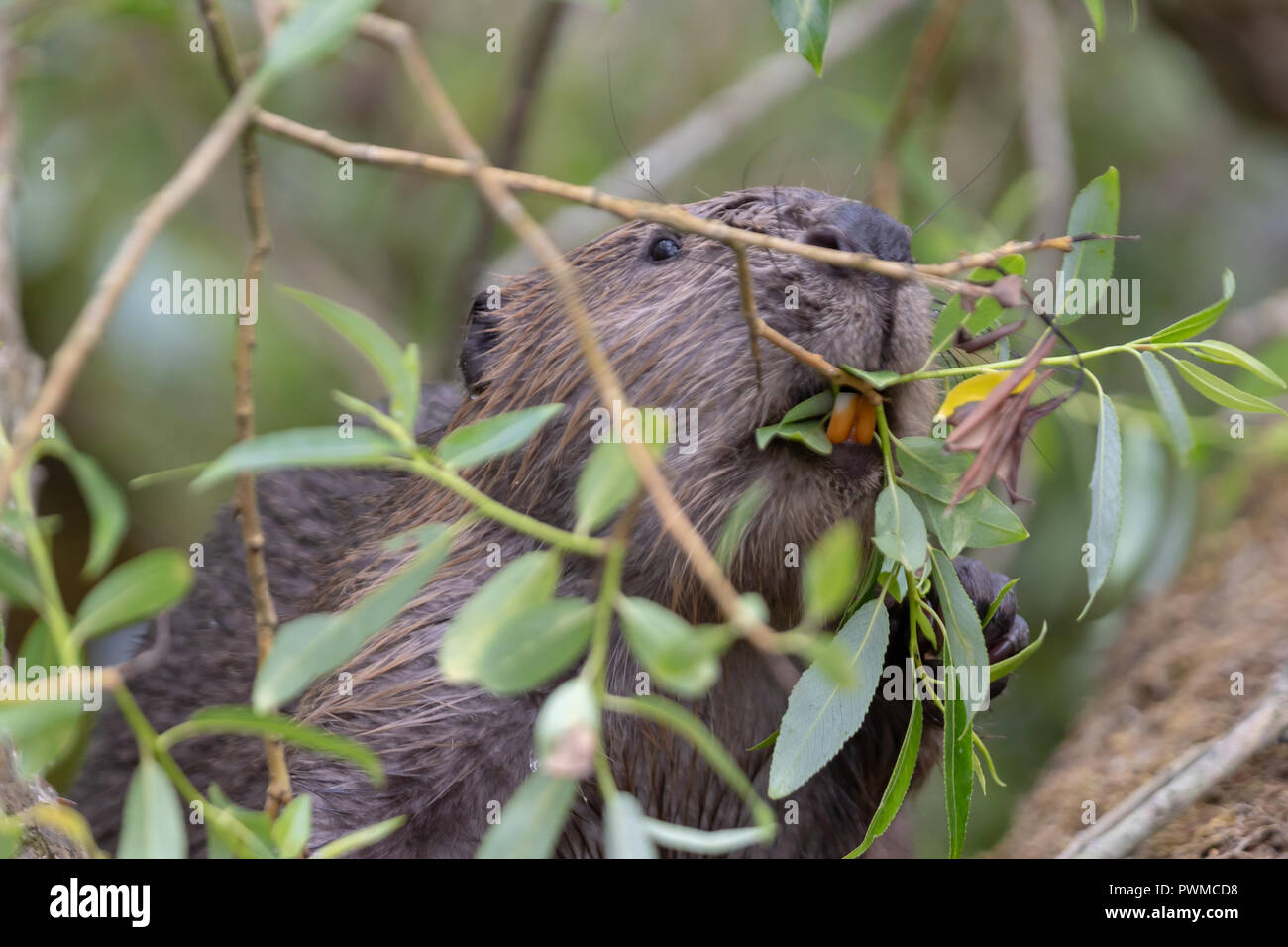 Euroasian Biber (Castor Fiber) willow Essen auf dem river Ericht, in der Nähe von Blairgowrie, Schottland, Großbritannien. Stockfoto