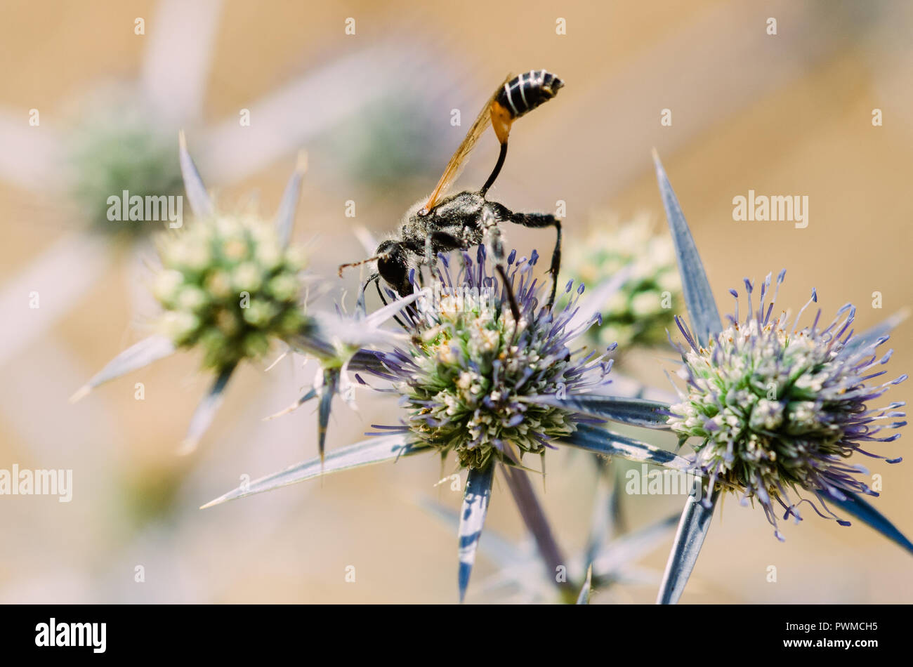 Nahaufnahme, Fotografie, gelb, orange und schwarz Insekt mit grün und lila Blumen, Bokeh mit klaren Hintergrund Stockfoto