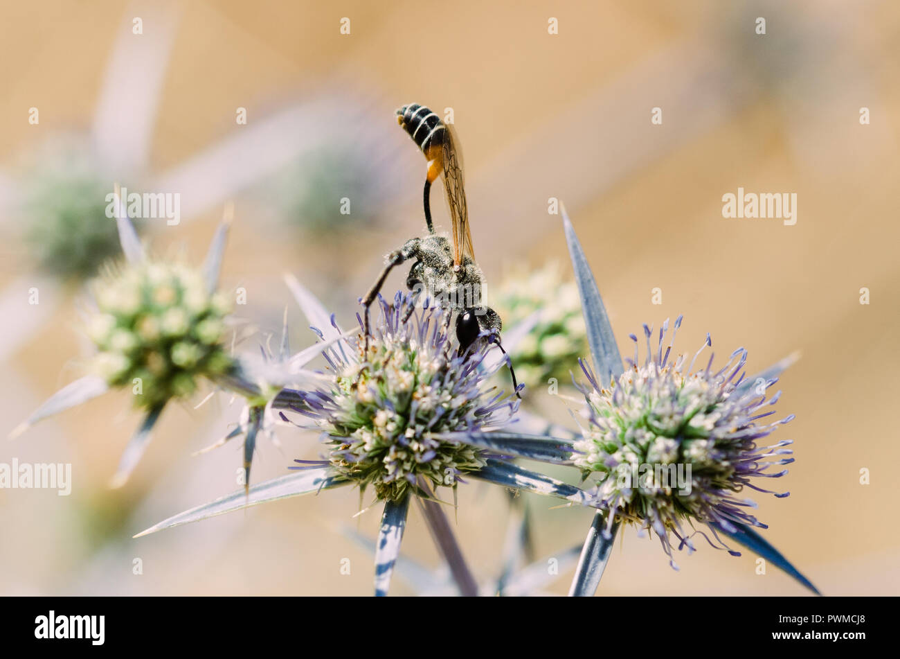 Nahaufnahme, Fotografie, gelb, orange und schwarz Insekt mit grün und lila Blumen, Bokeh mit klaren Hintergrund Stockfoto