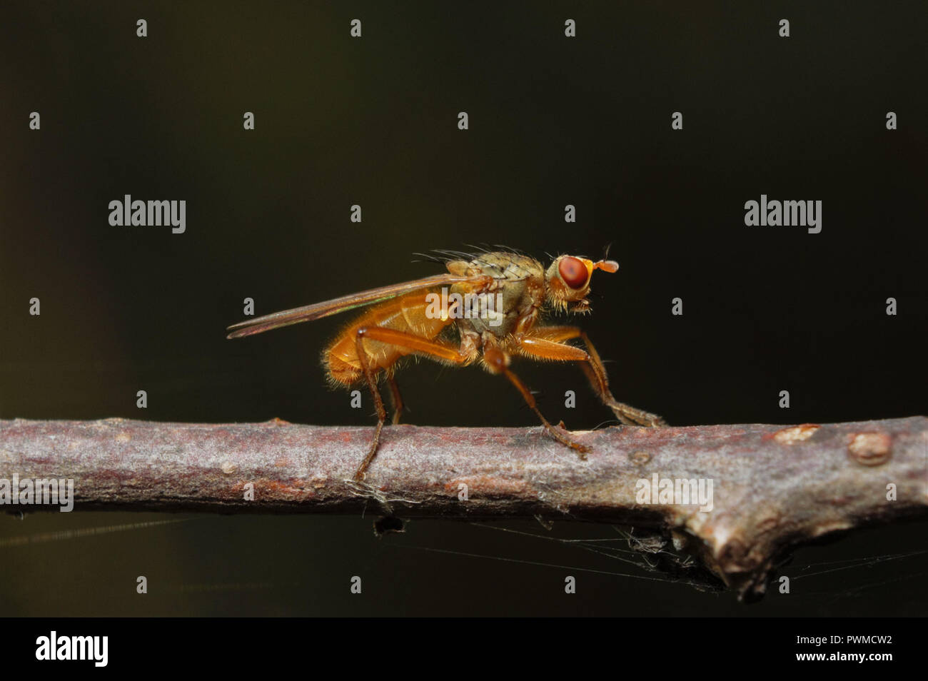 In der Nähe von Rot-ryed Fliegen hocken auf einem braunen Zweig, gegen Schwarz Hintergrund fotografiert. Stockfoto