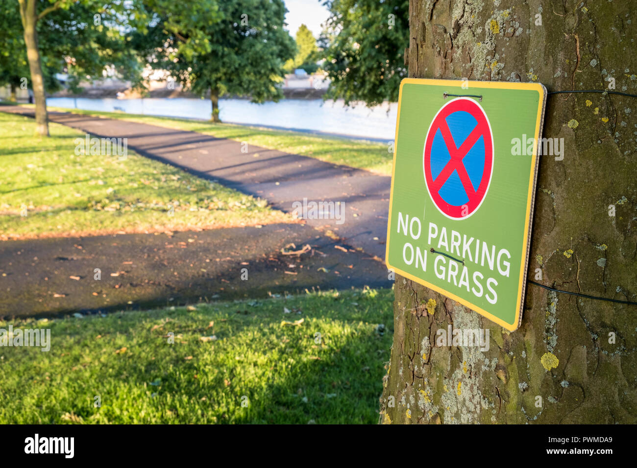 Keine Parkplätze auf Gras Schild an einem Baum, Nottingham, England, Großbritannien Stockfoto