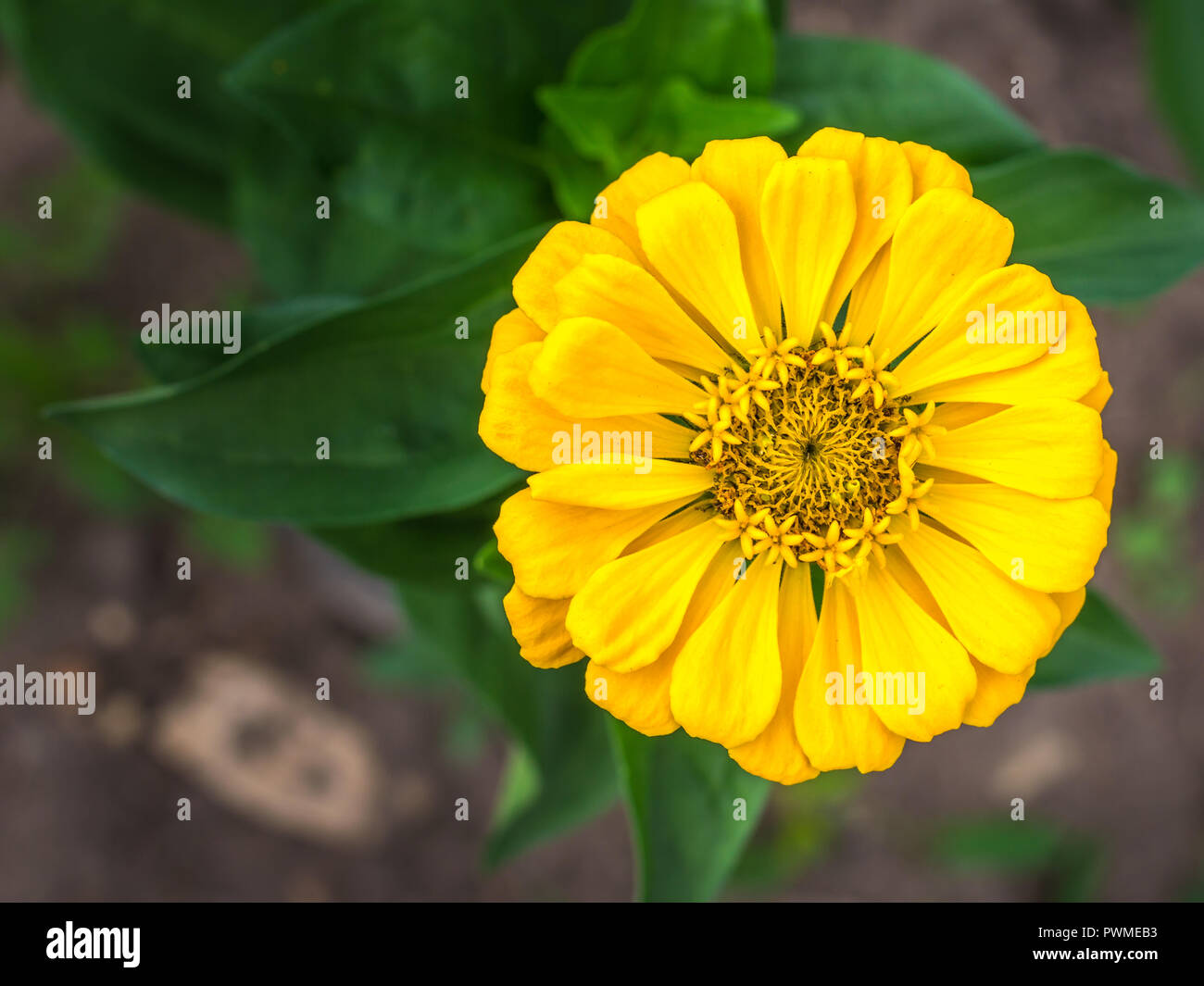 Gelbe zinnia Blüte in verschwommen grünen Hintergrund Stockfoto