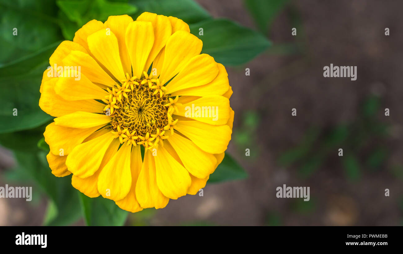 Gelbe zinnia Blüte in verschwommen grünen Hintergrund Stockfoto