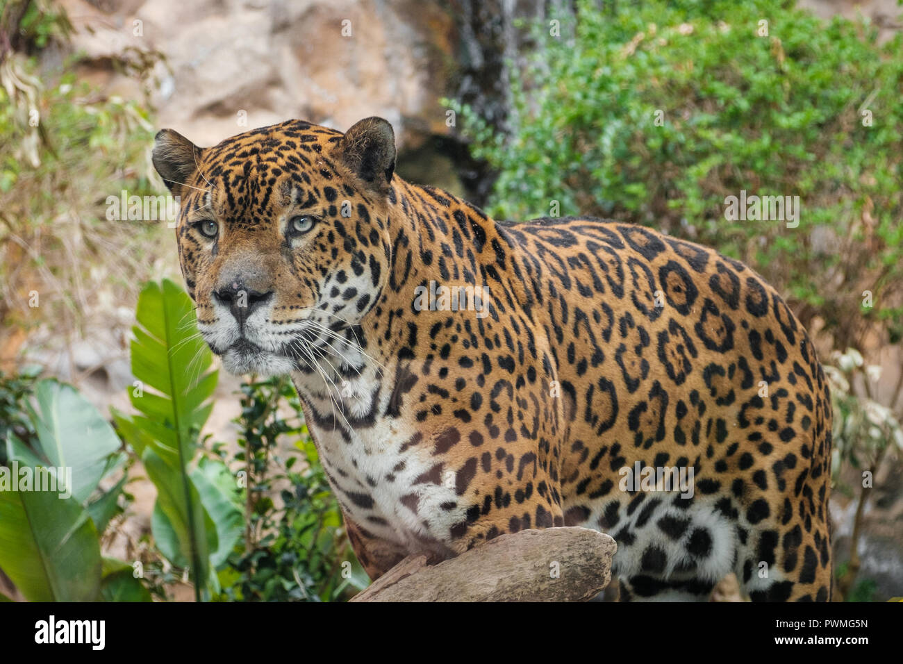 Panther/closeup - jaguar (Panthera Onca) Stockfoto