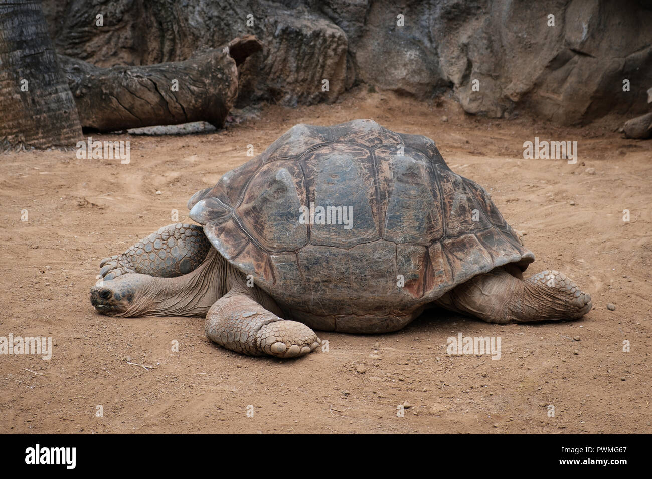 Riesige Galapagos Schildkröte, riesige Schildkröte liegend auf dem Boden, Stockfoto