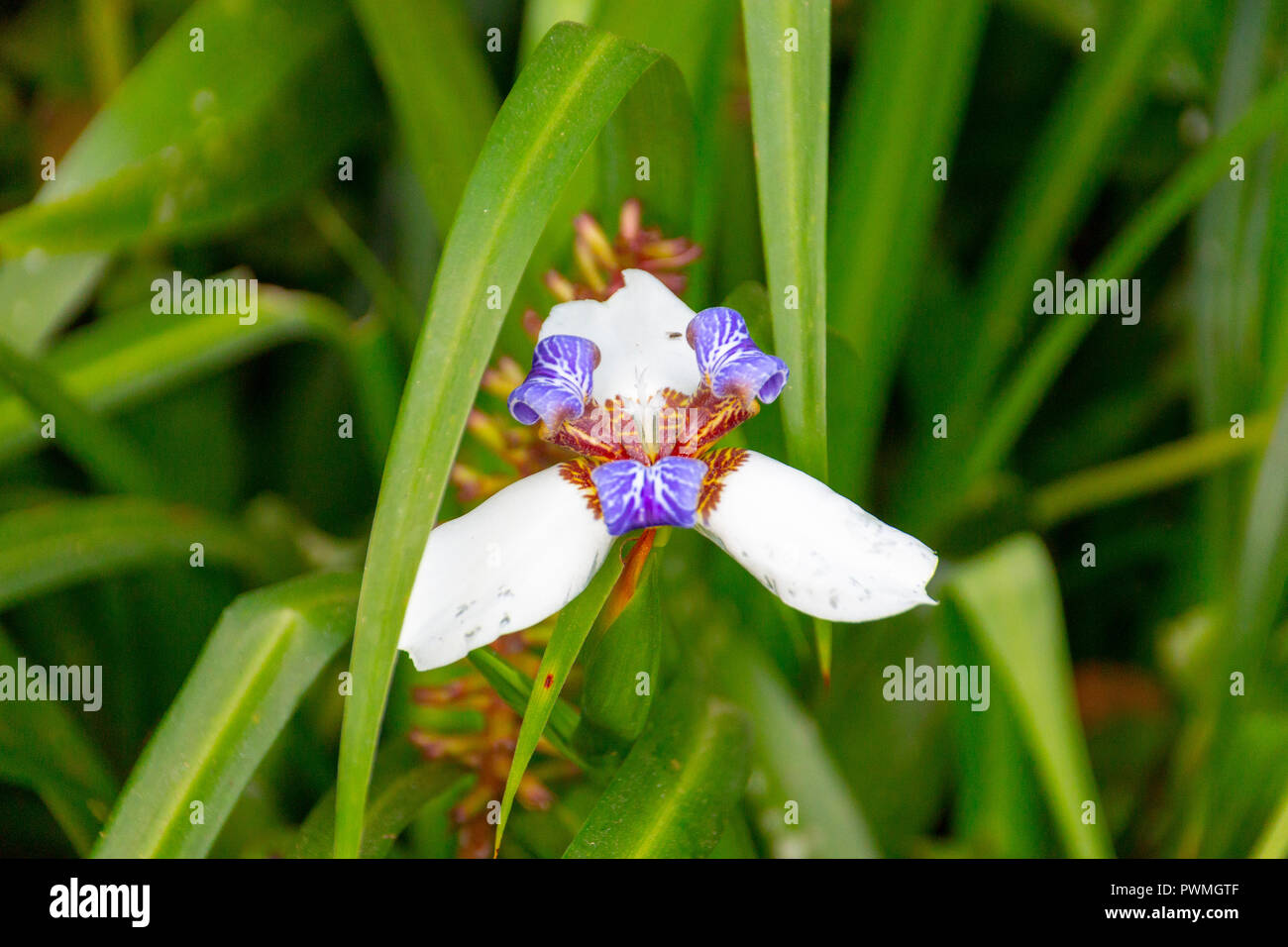 Eine Nahaufnahme einer Blüte weiße Iris mit seinen grünen hinterlässt es Stockfoto