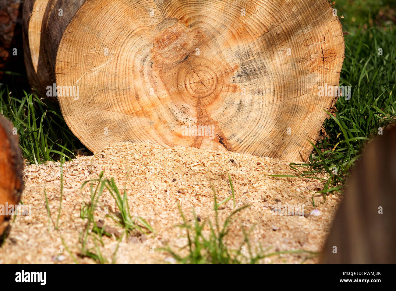 Ein Baum anmelden Trunks auf Gras bereit zum Schneiden, ganz nah. Teil von einem Schnitt auf den Boden mit Sägespänen anmelden. Holzindustrie. Heizung Jahreszeit, Winter. Stockfoto
