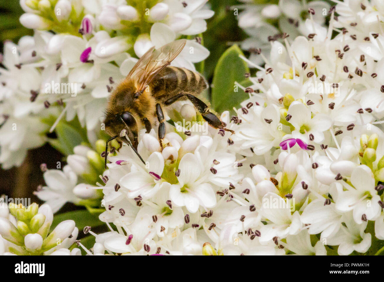 Western Honig Biene sammelt Nektar aus weißen Blumen in einem Garten Stockfoto