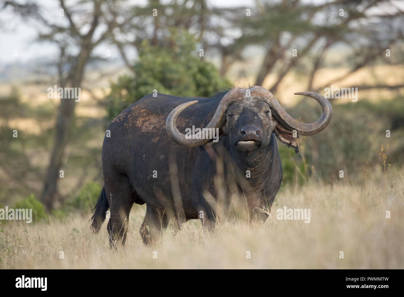 Closeup afrikanischen Büffel Syncerus caffer Lewa Wildlife Conservancy Kenia Stockfoto