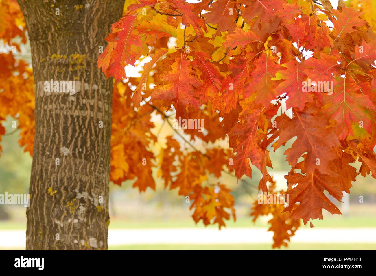 Rotes Herbstlaub in Park Stockfoto