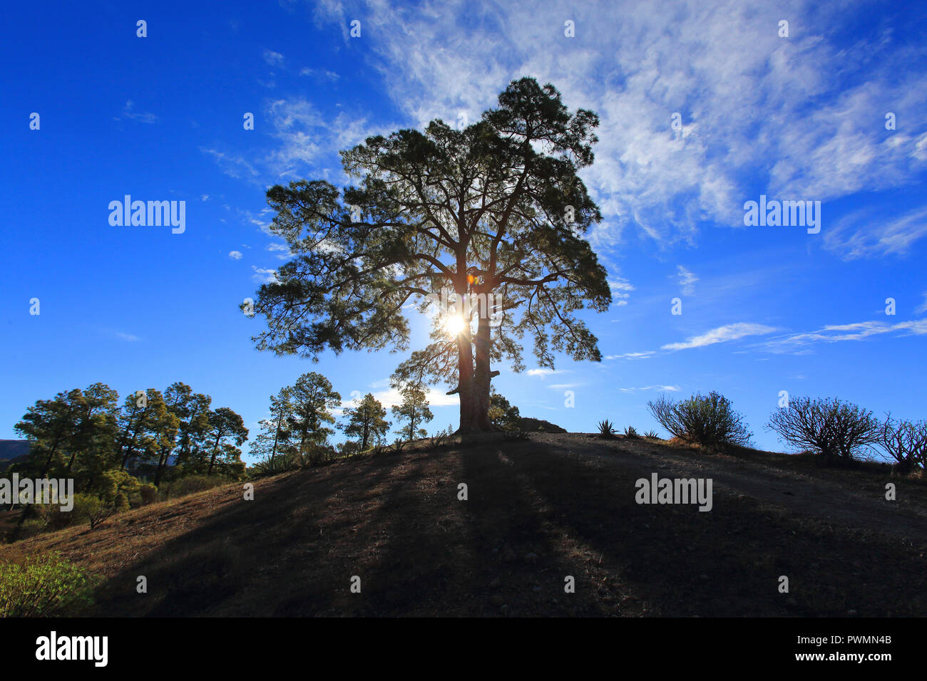 Spanien, Kanarische Inseln, Gran Canaria. Arbol De Casandra. Presa de la Ninas Stockfoto
