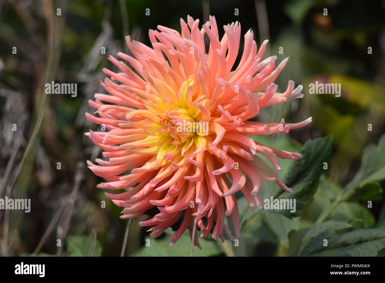 Eine schöne Blume am See am Comer See, Italien Stockfoto