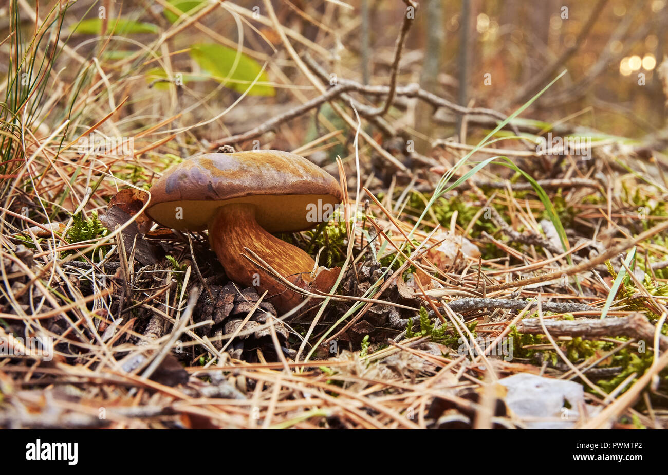 Nahaufnahme eines wachsenden Pilz zwischen Nadel und trockenes Gras im Herbst Abend Stockfoto