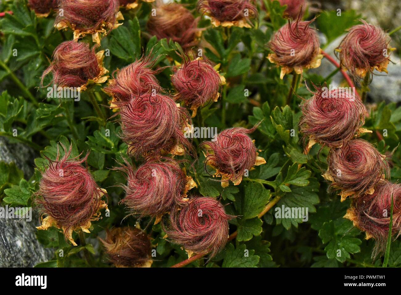 Einzigartige Blumen in der Schweiz Stockfotografie - Alamy