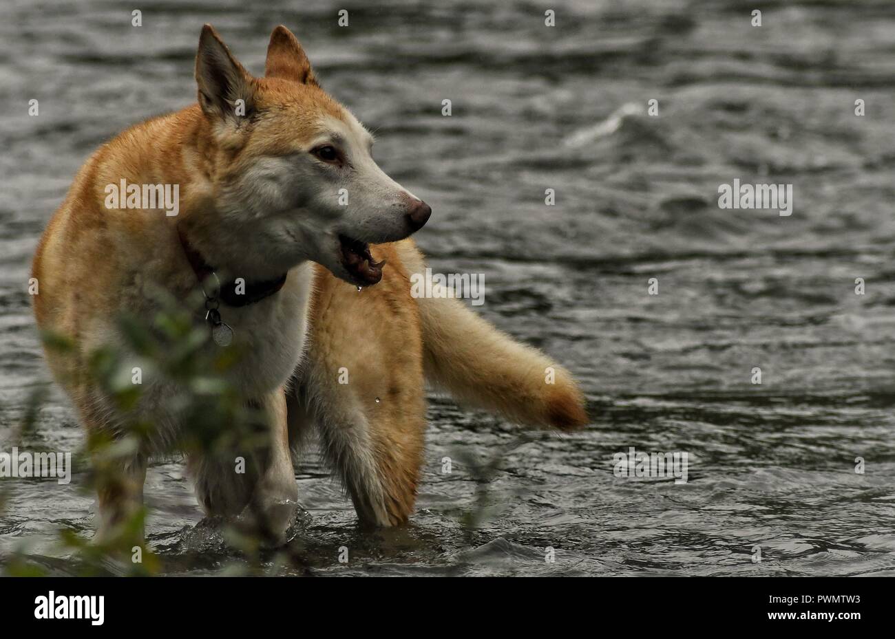 Elwha Schönheit Stockfoto