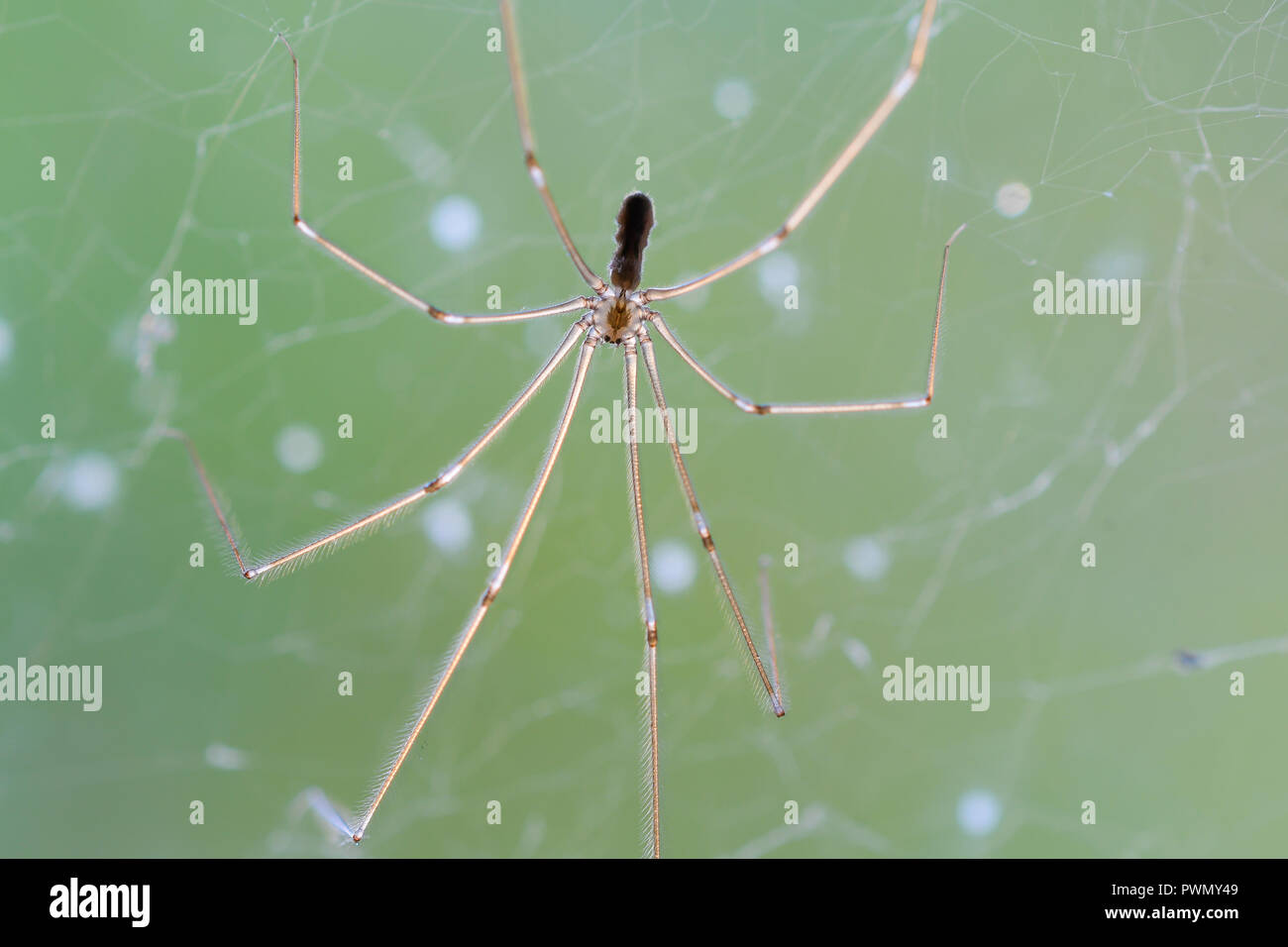 Keller Spinne Stockfotos und -bilder Kaufen - Alamy