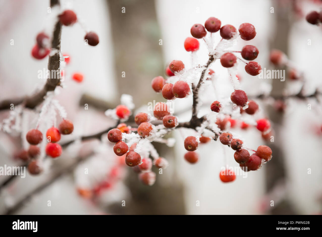 Kleine Rote Beeren Auf Einem Ast Mit Schonen Weissen Frost Stockfotografie Alamy